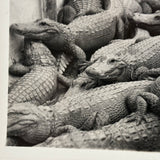Congregation of Alligators, Descriptive of Many Contexts 1939 Glossy Velox Snapshot