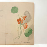 Elsie Zimmerman's Nasturtium Plant Analysis School Watercolor, c. 1930s