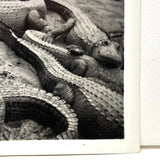 Congregation of Alligators, Descriptive of Many Contexts 1939 Glossy Velox Snapshot