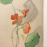 Elsie Zimmerman's Nasturtium Plant Analysis School Watercolor, c. 1930s
