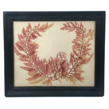 Lovely Victorian Sea Moss Pressing in Period Frame