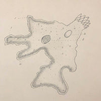Eva Ferguson's Late 19th Century Drawing Book with Very Lovely and Precise Biology Drawings