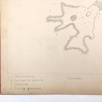 Eva Ferguson's Late 19th Century Drawing Book with Very Lovely and Precise Biology Drawings