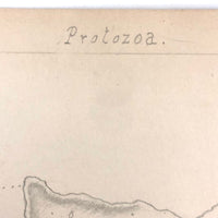 Eva Ferguson's Late 19th Century Drawing Book with Very Lovely and Precise Biology Drawings