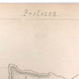 Eva Ferguson's Late 19th Century Drawing Book with Very Lovely and Precise Biology Drawings