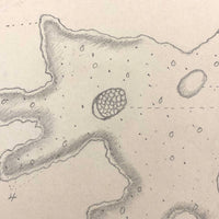 Eva Ferguson's Late 19th Century Drawing Book with Very Lovely and Precise Biology Drawings