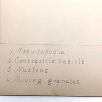Eva Ferguson's Late 19th Century Drawing Book with Very Lovely and Precise Biology Drawings