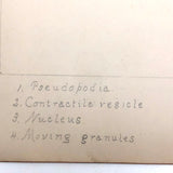 Eva Ferguson's Late 19th Century Drawing Book with Very Lovely and Precise Biology Drawings