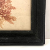 Lovely Victorian Sea Moss Pressing in Period Frame