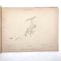 Eva Ferguson's Late 19th Century Drawing Book with Very Lovely and Precise Biology Drawings