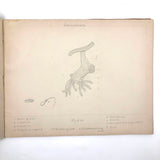 Eva Ferguson's Late 19th Century Drawing Book with Very Lovely and Precise Biology Drawings