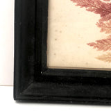 Lovely Victorian Sea Moss Pressing in Period Frame