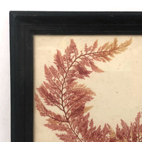 Lovely Victorian Sea Moss Pressing in Period Frame