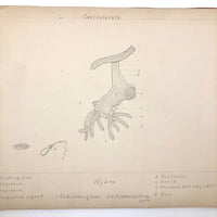 Eva Ferguson's Late 19th Century Drawing Book with Very Lovely and Precise Biology Drawings