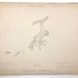 Eva Ferguson's Late 19th Century Drawing Book with Very Lovely and Precise Biology Drawings