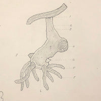Eva Ferguson's Late 19th Century Drawing Book with Very Lovely and Precise Biology Drawings