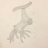 Eva Ferguson's Late 19th Century Drawing Book with Very Lovely and Precise Biology Drawings