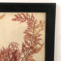 Lovely Victorian Sea Moss Pressing in Period Frame