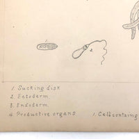 Eva Ferguson's Late 19th Century Drawing Book with Very Lovely and Precise Biology Drawings