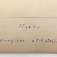 Eva Ferguson's Late 19th Century Drawing Book with Very Lovely and Precise Biology Drawings