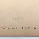 Eva Ferguson's Late 19th Century Drawing Book with Very Lovely and Precise Biology Drawings