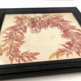 Lovely Victorian Sea Moss Pressing in Period Frame