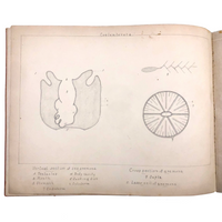 Eva Ferguson's Late 19th Century Drawing Book with Very Lovely and Precise Biology Drawings