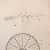 Eva Ferguson's Late 19th Century Drawing Book with Very Lovely and Precise Biology Drawings