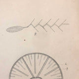 Eva Ferguson's Late 19th Century Drawing Book with Very Lovely and Precise Biology Drawings