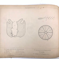 Eva Ferguson's Late 19th Century Drawing Book with Very Lovely and Precise Biology Drawings