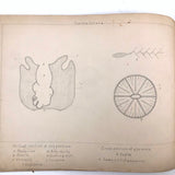 Eva Ferguson's Late 19th Century Drawing Book with Very Lovely and Precise Biology Drawings