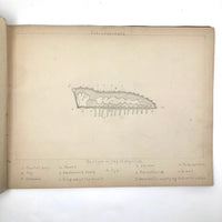 Eva Ferguson's Late 19th Century Drawing Book with Very Lovely and Precise Biology Drawings