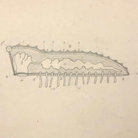 Eva Ferguson's Late 19th Century Drawing Book with Very Lovely and Precise Biology Drawings