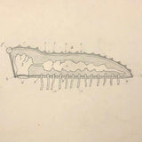 Eva Ferguson's Late 19th Century Drawing Book with Very Lovely and Precise Biology Drawings