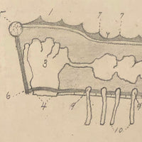 Eva Ferguson's Late 19th Century Drawing Book with Very Lovely and Precise Biology Drawings