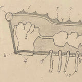 Eva Ferguson's Late 19th Century Drawing Book with Very Lovely and Precise Biology Drawings