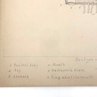 Eva Ferguson's Late 19th Century Drawing Book with Very Lovely and Precise Biology Drawings