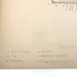 Eva Ferguson's Late 19th Century Drawing Book with Very Lovely and Precise Biology Drawings
