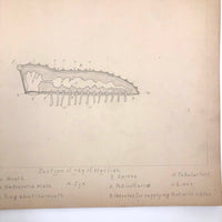 Eva Ferguson's Late 19th Century Drawing Book with Very Lovely and Precise Biology Drawings