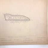 Eva Ferguson's Late 19th Century Drawing Book with Very Lovely and Precise Biology Drawings