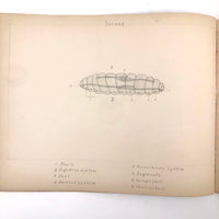 Eva Ferguson's Late 19th Century Drawing Book with Very Lovely and Precise Biology Drawings