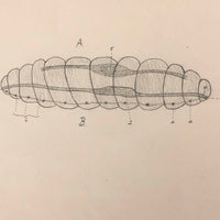 Eva Ferguson's Late 19th Century Drawing Book with Very Lovely and Precise Biology Drawings