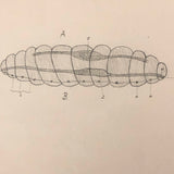 Eva Ferguson's Late 19th Century Drawing Book with Very Lovely and Precise Biology Drawings