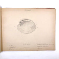 Eva Ferguson's Late 19th Century Drawing Book with Very Lovely and Precise Biology Drawings