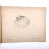 Eva Ferguson's Late 19th Century Drawing Book with Very Lovely and Precise Biology Drawings
