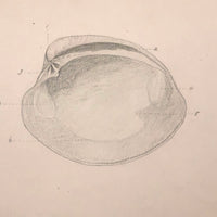Eva Ferguson's Late 19th Century Drawing Book with Very Lovely and Precise Biology Drawings