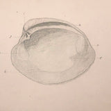 Eva Ferguson's Late 19th Century Drawing Book with Very Lovely and Precise Biology Drawings