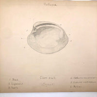 Eva Ferguson's Late 19th Century Drawing Book with Very Lovely and Precise Biology Drawings