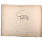 Eva Ferguson's Late 19th Century Drawing Book with Very Lovely and Precise Biology Drawings