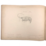 Eva Ferguson's Late 19th Century Drawing Book with Very Lovely and Precise Biology Drawings